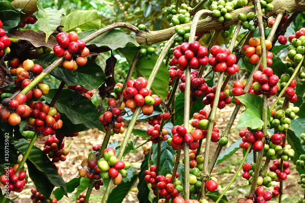 Coffee beans ripening on a tree. Coffee beans ripening on a tree.