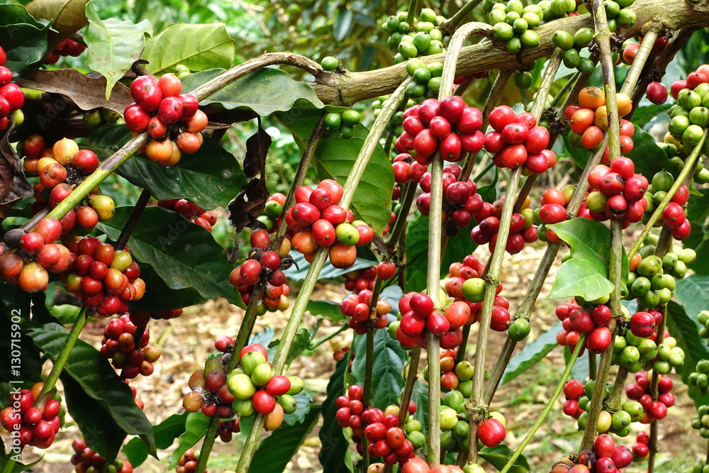 Coffee beans ripening on a tree.