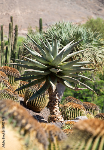 Tropical garden in Oasis Park on Fuerteventura. Canary Island. Spain