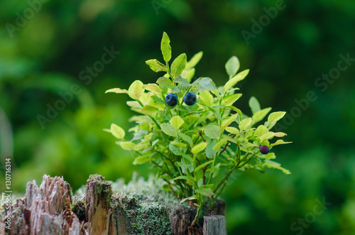 Wild bilberries on green vegetative background in wood. Fototapeta