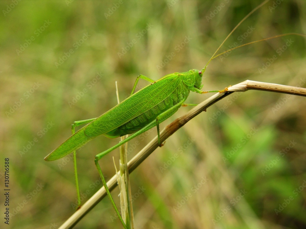 Europäische Gottesanbeterin, Mantis religiosa, im Gras Europäische Gottesanbeterin, Mantis religiosa, im Gras
