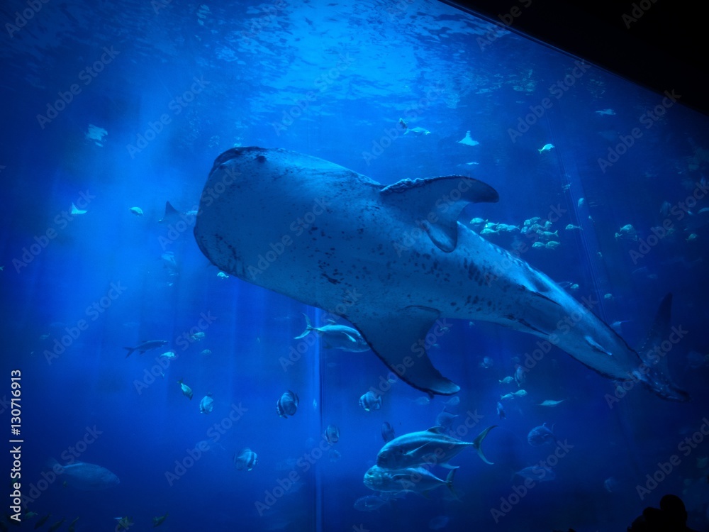 Naklejka premium aquarium