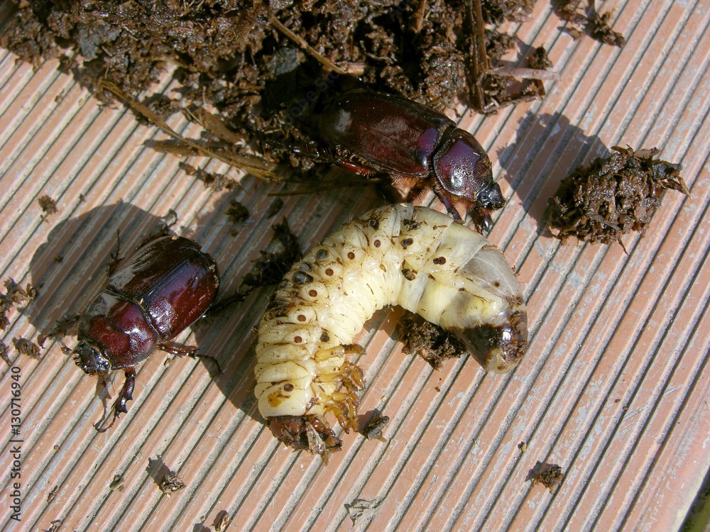 Nashornkäfer (Oryctes nasicornis) und Larve mit Substrat Pferdedung ...