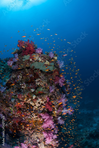 Fototapeta Naklejka Na Ścianę i Meble -  coral life diving Sudan Soudan Red Sea safari
