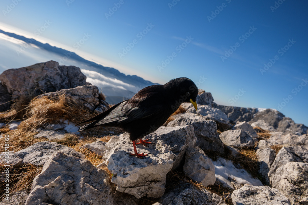 Fototapeta premium Black mountain bird