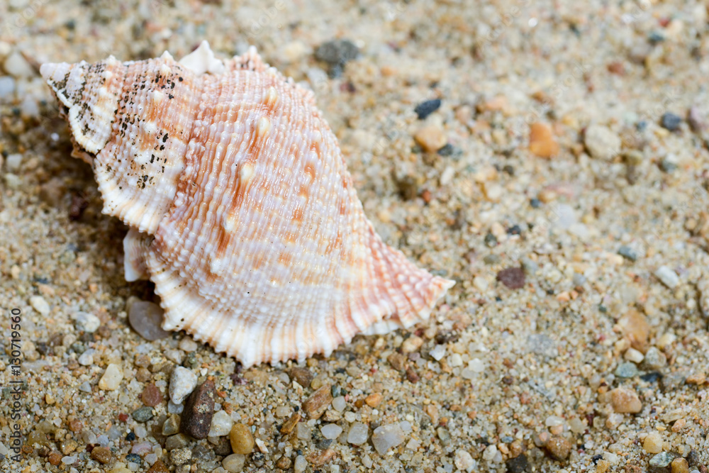 Seashell on the sand in natural light Seashell on the sand in natural light