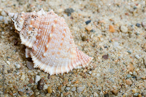 Seashell on the sand in natural light