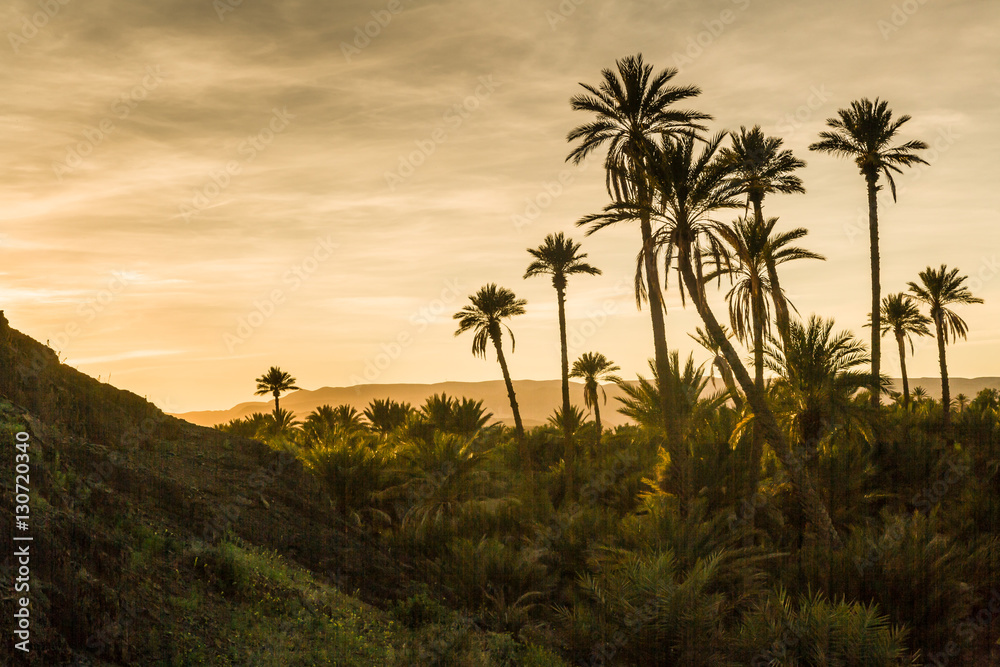 Palmeria near Agdz, Morocco