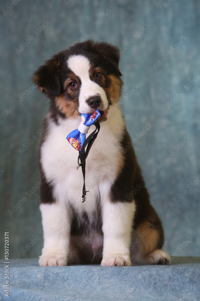 Aussie puppy with minion bow tie