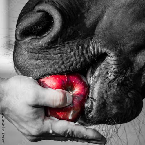 horse eating  an apple
