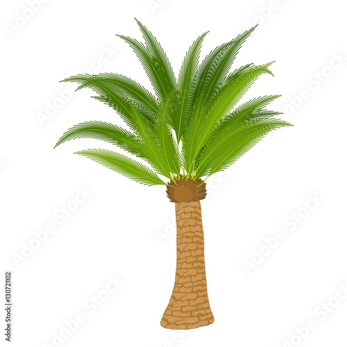 Dracaena icon. Cartoon illustration of dracaena vector icon for web