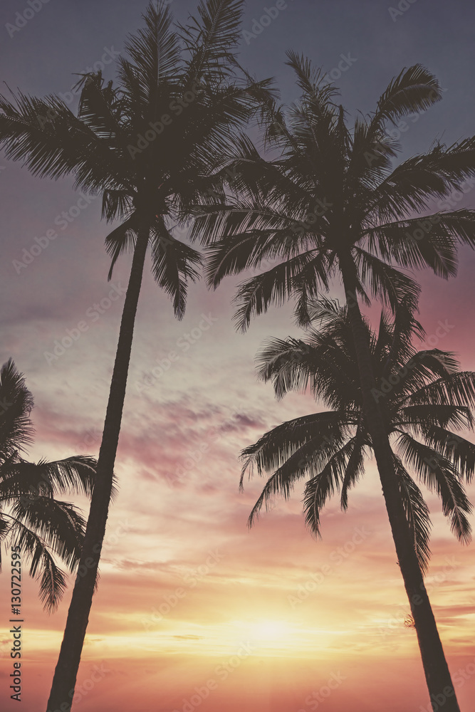 Obraz premium Silhouette of palm trees at sunset. Matte vintage photo processing.
