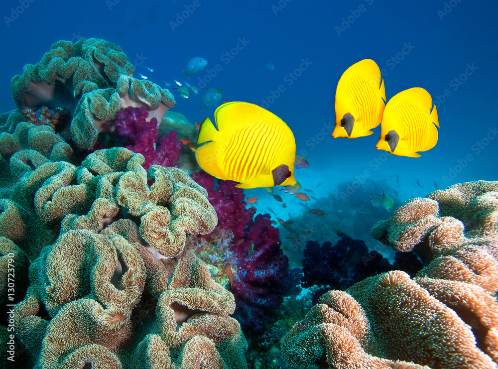 Fototapeta premium Zdjęcie pięknej kolonii koralowców.