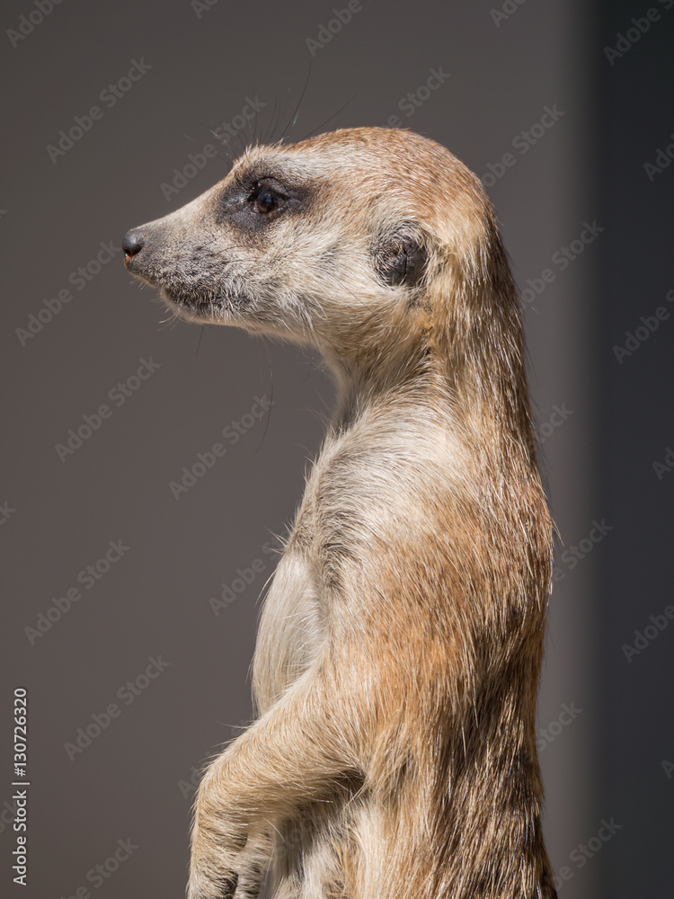Fototapeta premium Meerkat