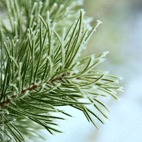  frost on pine tree