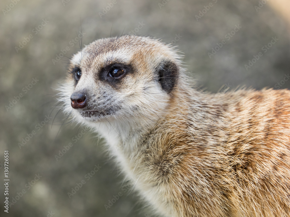 Fototapeta premium Meerkat