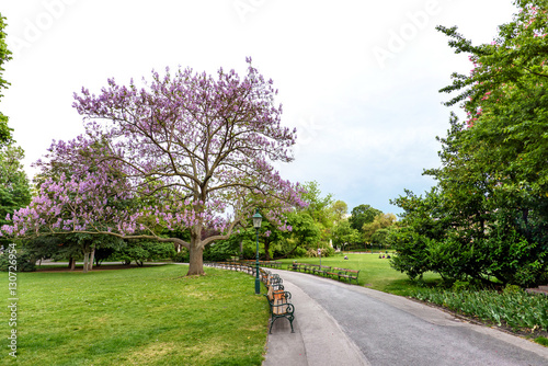 View on big tree with purple blooming flowers and benches at stadpark in vienna at sunset, austria