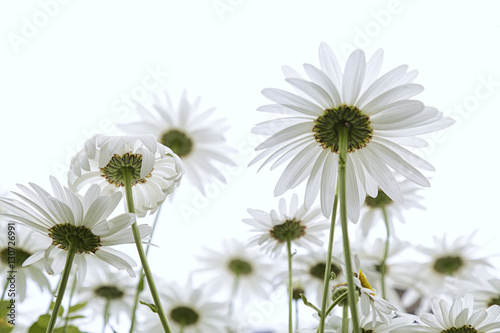 Low angle view of some white daisies in a garden