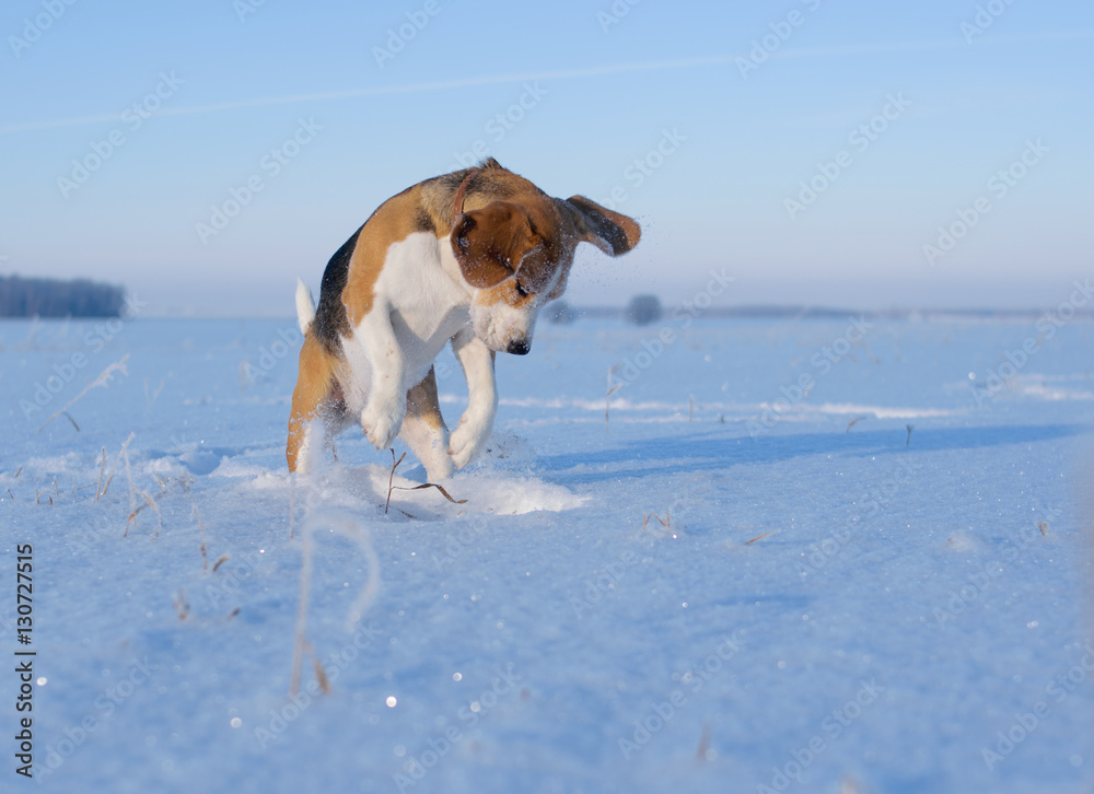 Собака породы бигль на прогулке в заснеженном поле в солнечный морозный день
