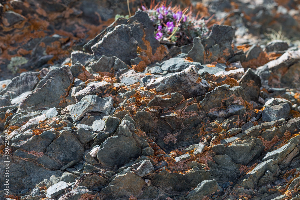 Obraz premium light red-brown, Lichens or rock fungus on a rock texture on Mountain in Ulgii : Mongolia .