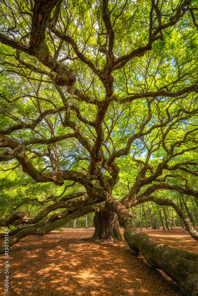 Underneath Angel Oak Tree Underneath Angel Oak Tree