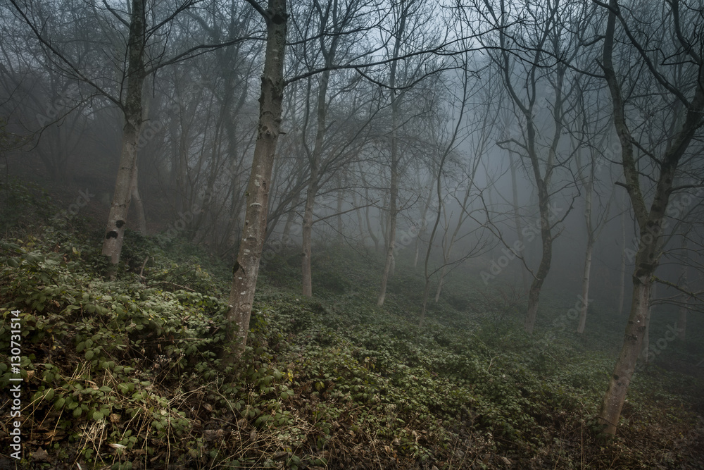 Nebel im Wald Nebel im Wald