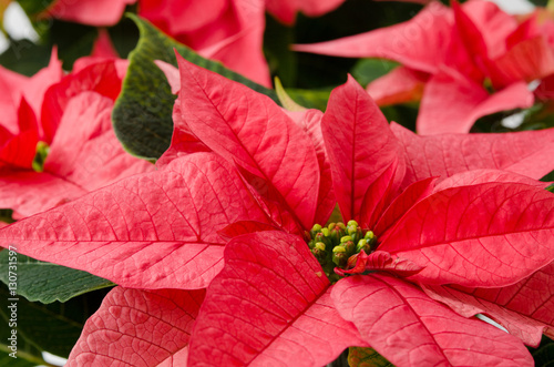 Fototapeta Naklejka Na Ścianę i Meble -  Weihnachtsstern
