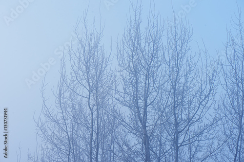 The trees in the mysterious mystical mist. Mood, sadness, apathy, and uncertainty. Landscape