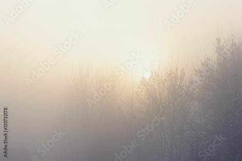 The trees in the mysterious mystical mist. Mood  sadness  apathy  and uncertainty. Landscape