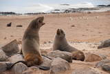 Wild Seals at Cape Cross Seal Reserve, Namibia