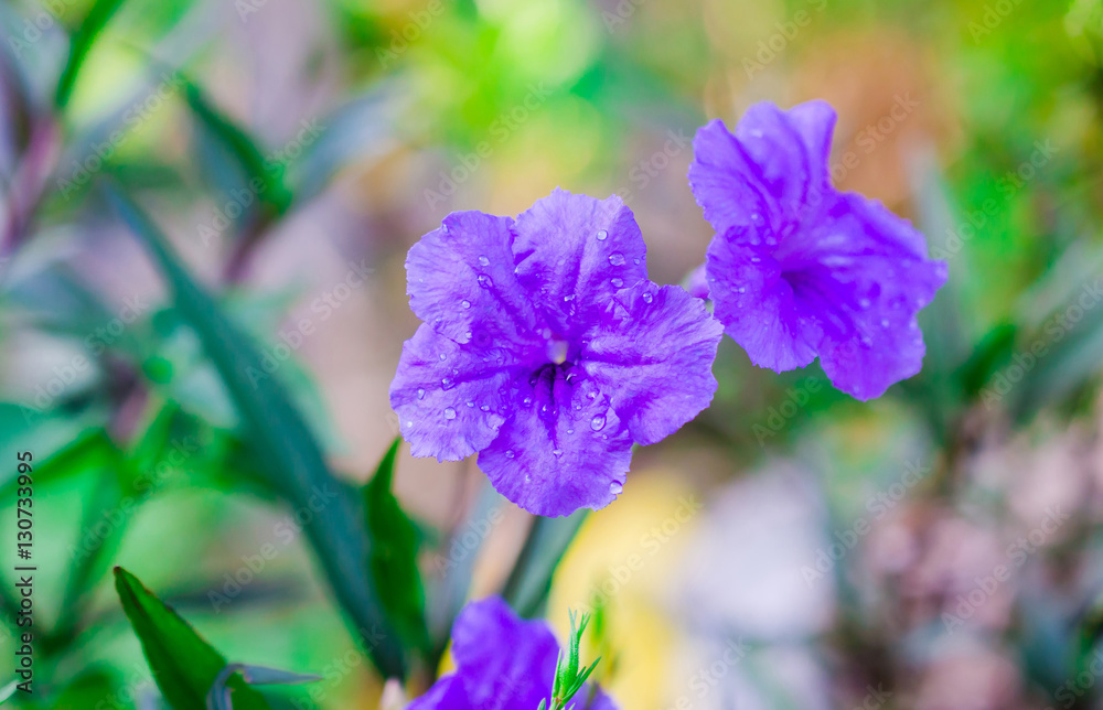 Macro water drop on purple flower in garden