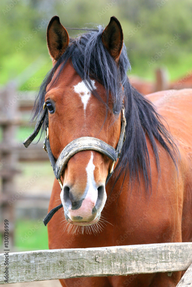 Portrait of a beautiful anglo-arabian stallion Portrait of a beautiful anglo-arabian stallion