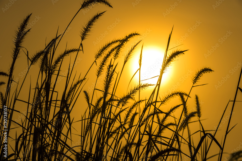 Grass with Sunrise, Phu Thok, Loei, Thailand Grass with Sunrise, Phu Thok, Loei, Thailand
