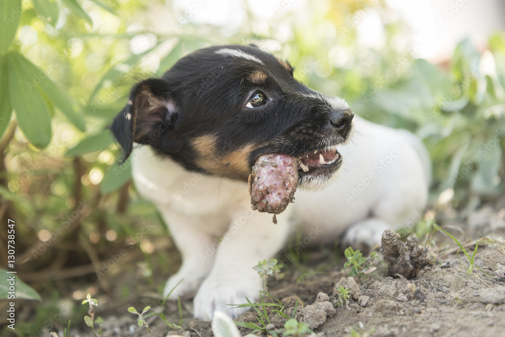 Can 8 Week Old Puppies Have Chicken