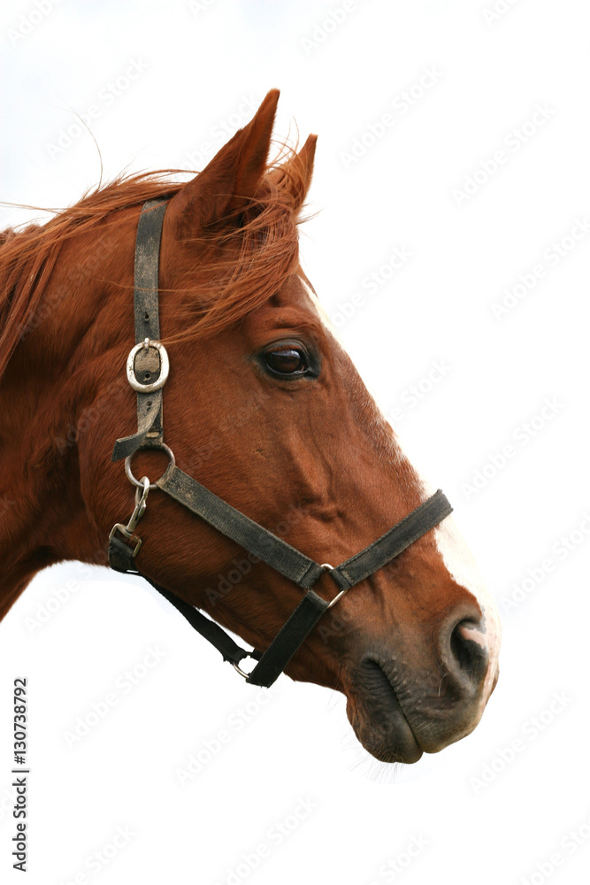 Obraz premium Head shot of a purebred thoroughbred young horse
