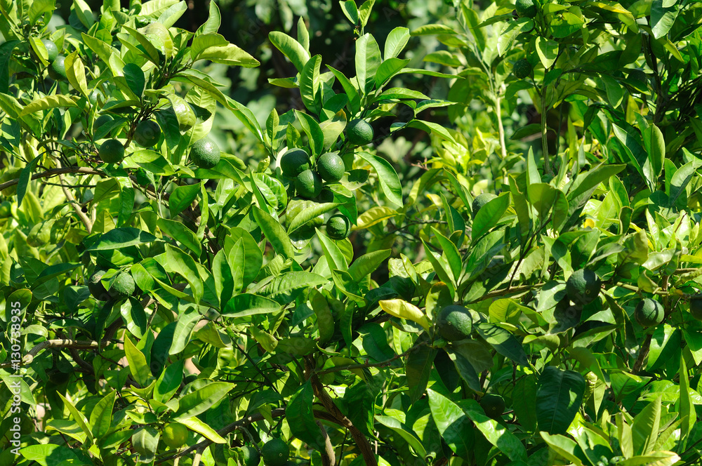 The Tangerine Fruit