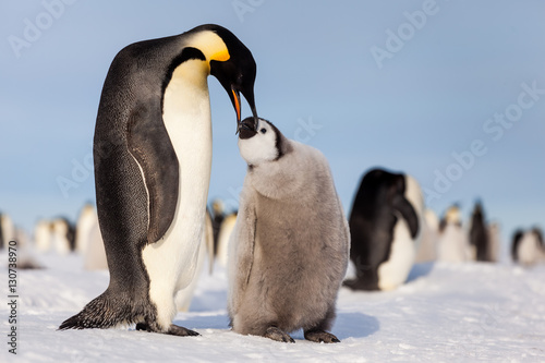 Emperor penguin chick requesting food from mommy