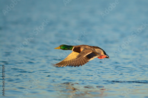 Germano reale (Anas platyrhynchos) maschio in decollo photo