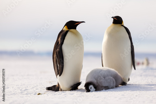 Emperor penguin family, chick taking a nap