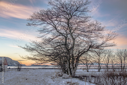 winter, sky, landscape Norway   © sissel