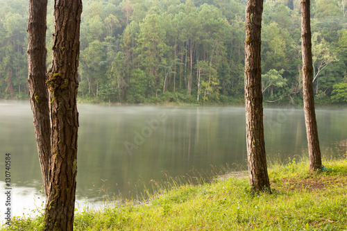 Carta da parati Tranquil scenery of lakeside forest