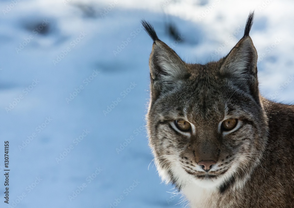 A Lynx in winter in a german deer park A Lynx in winter in a german deer park