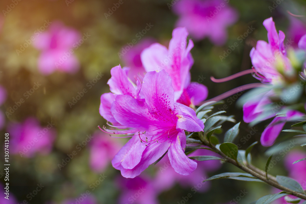 wild rose flowering in garden (Rhododendron arboreum) wild rose flowering in garden (Rhododendron arboreum)