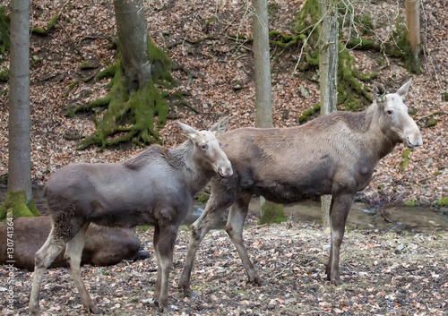 An elk  alces alces  at a german deer park in summer