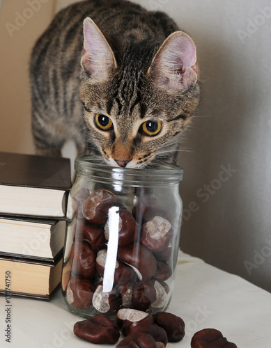 Tabby cat near stack of books and a jar of chestnuts