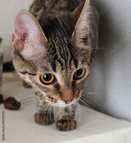Fototapeta Naklejka Na Ścianę i Meble -  Funny striped cat tilted head, close-up portrait