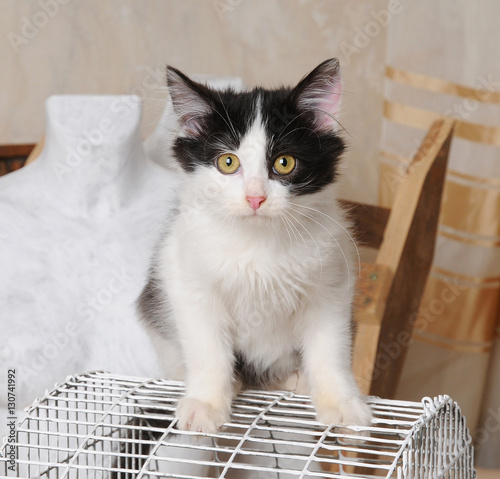 Fototapeta Naklejka Na Ścianę i Meble -  Black and white cat sitting on a bird cage in retro interior