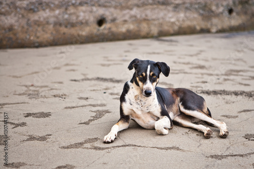 Собака на пляже / Dog outside on the beach