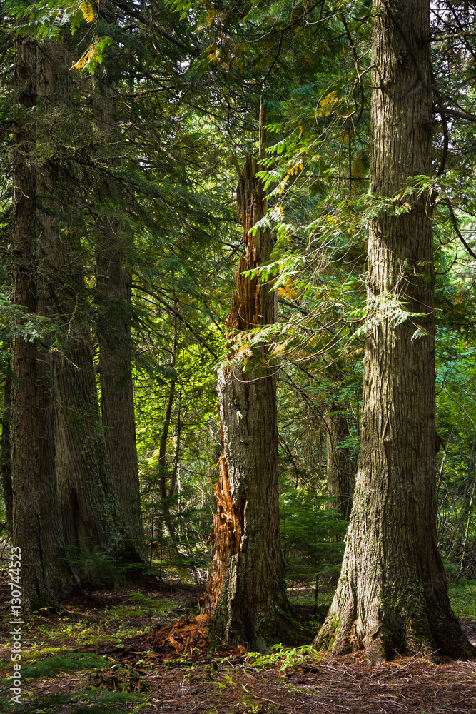 Naklejka premium Trail of the Cedars, Glacier National Park, Montana