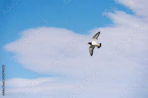 oystercatcher in flight .Norway